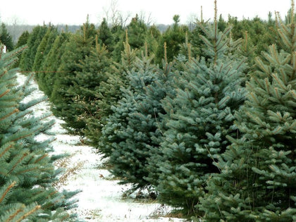 Fresh Cut Christmas Trees & Wreaths