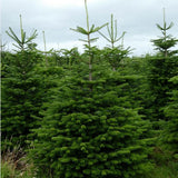 Nordman Fir Tree -150/175cms.