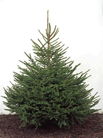 Norway Spruce Tree- 175/200cm