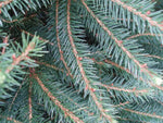 Norway Spruce Tree- 175/200cm