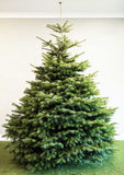 Nordman Fir Tree -150/175cms.