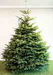 Nordman Fir Tree- 175/200cms