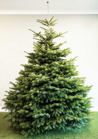 Nordman Fir Tree- 200/225cms